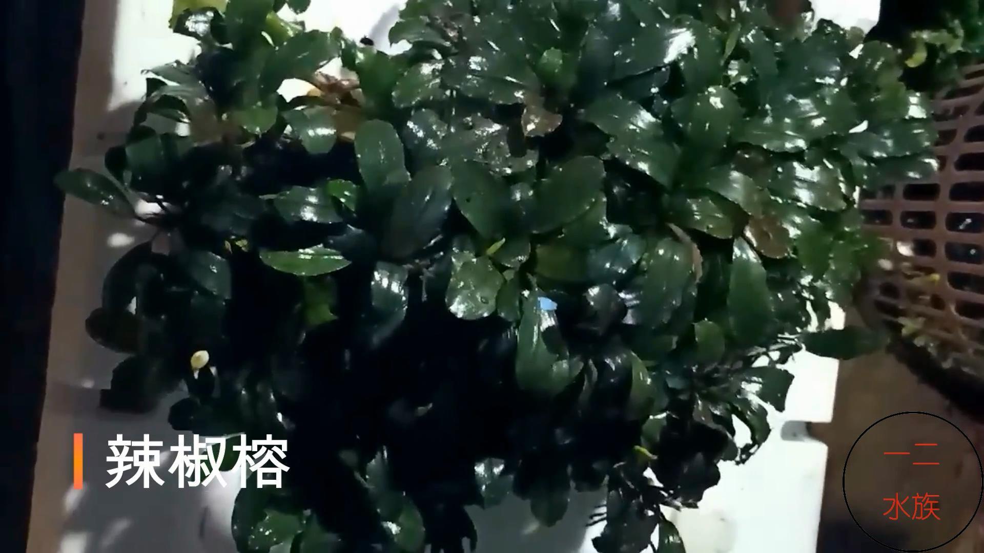 十大养不死水草（新手最易养活的10种水草） 第3张