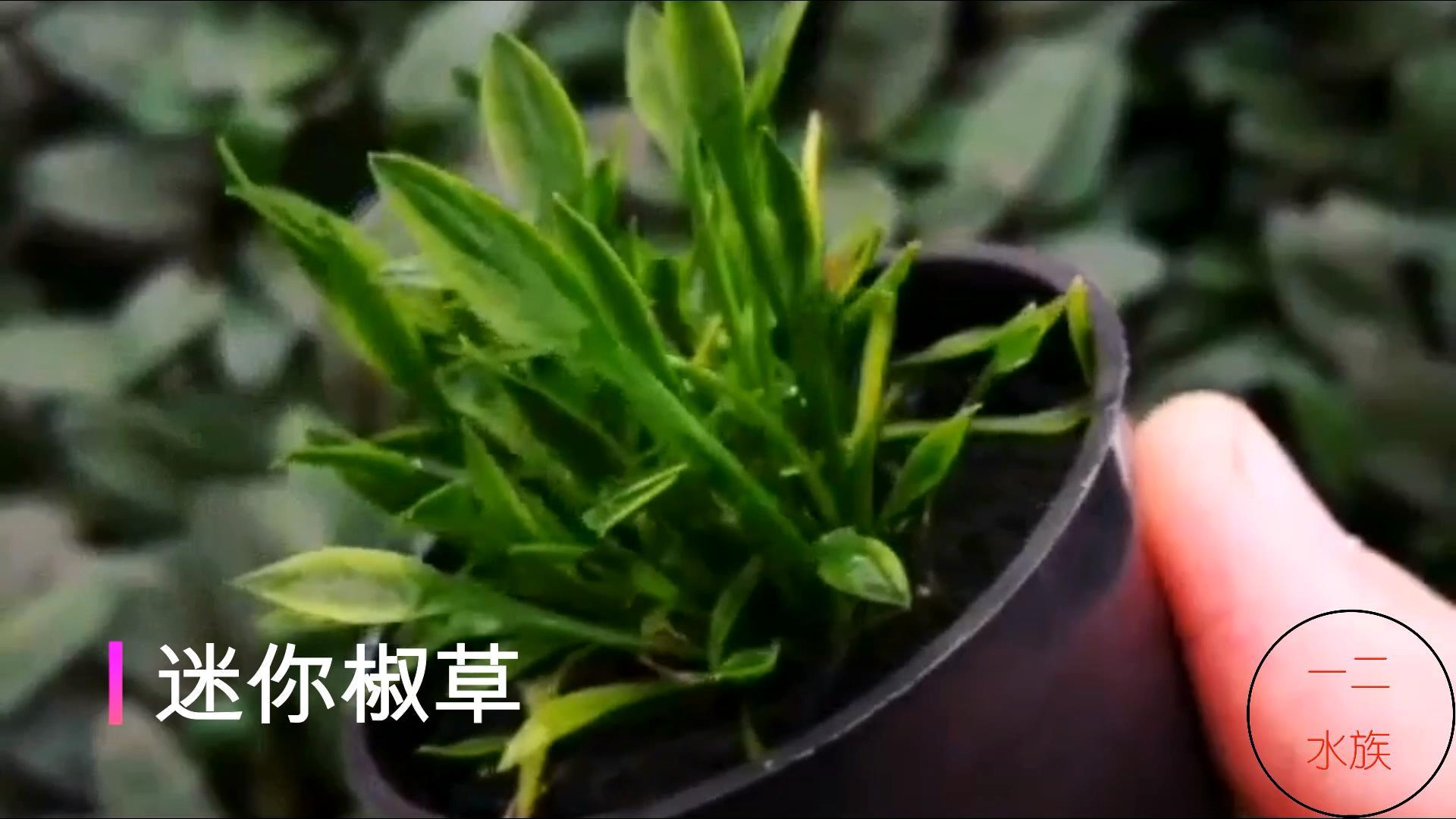 十大养不死水草（新手最易养活的10种水草） 第5张