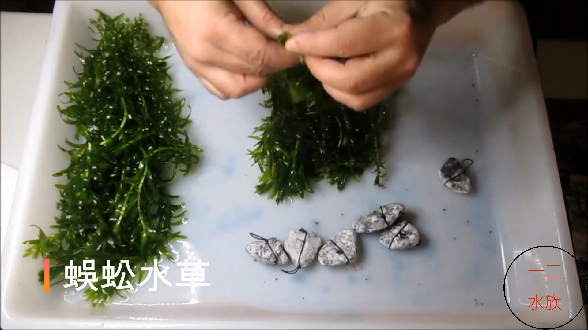 十大养不死水草（新手最易养活的10种水草） 第7张