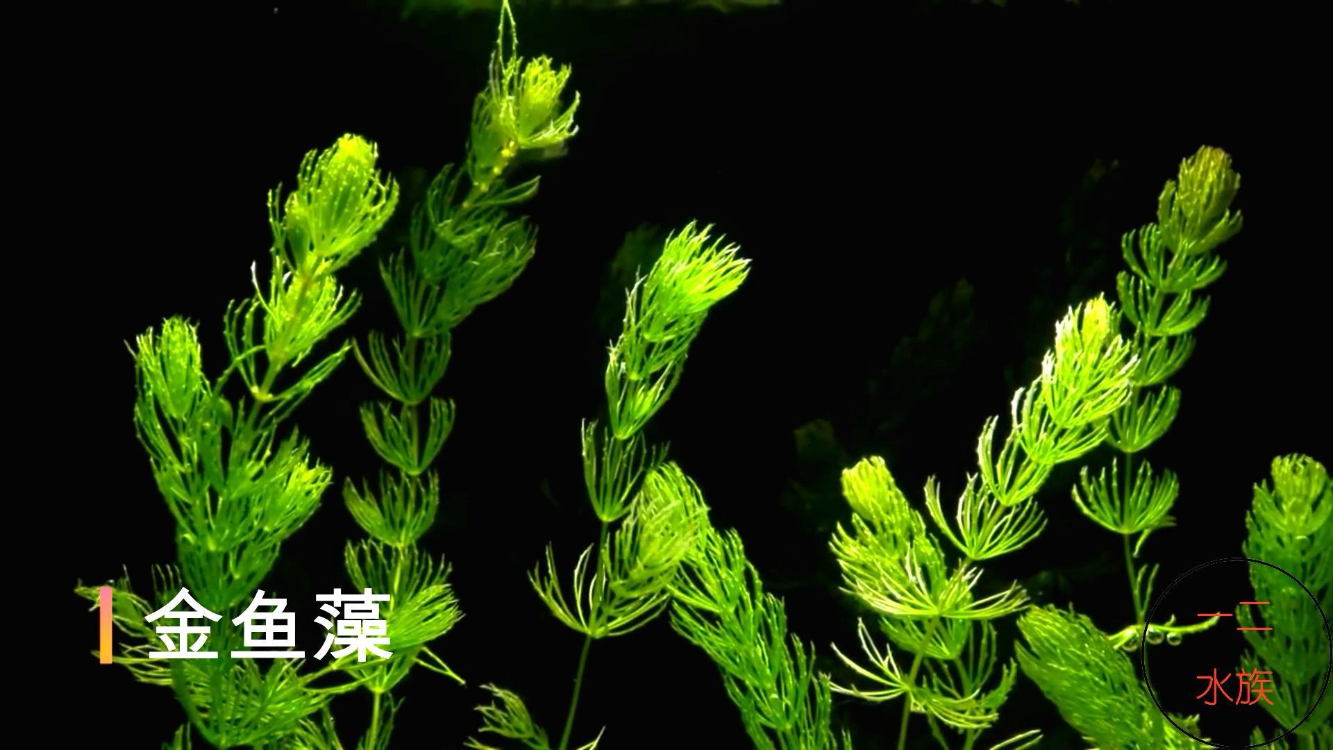 十大养不死水草（新手最易养活的10种水草） 第9张