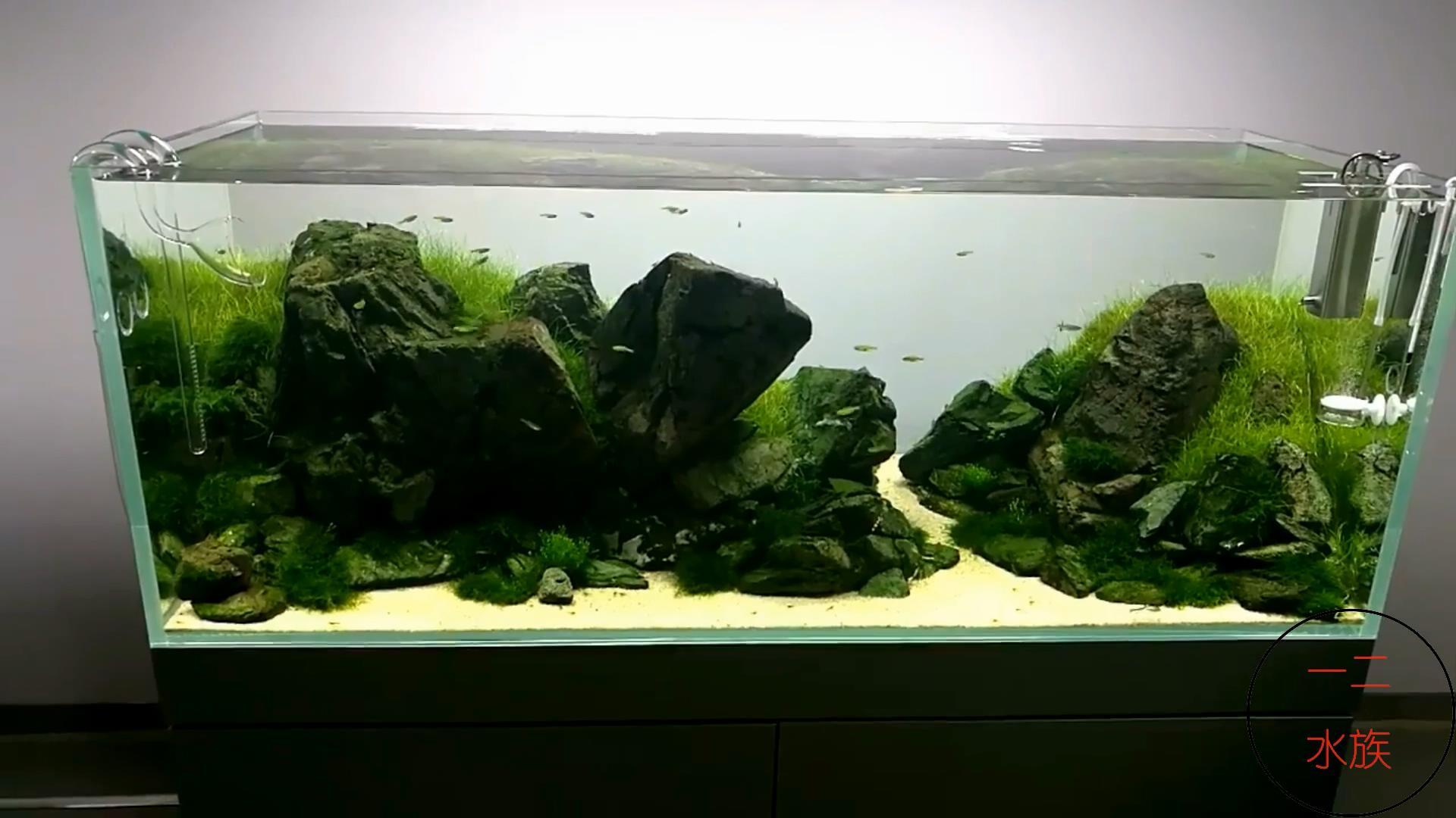 十大养不死水草（新手最易养活的10种水草） 第11张