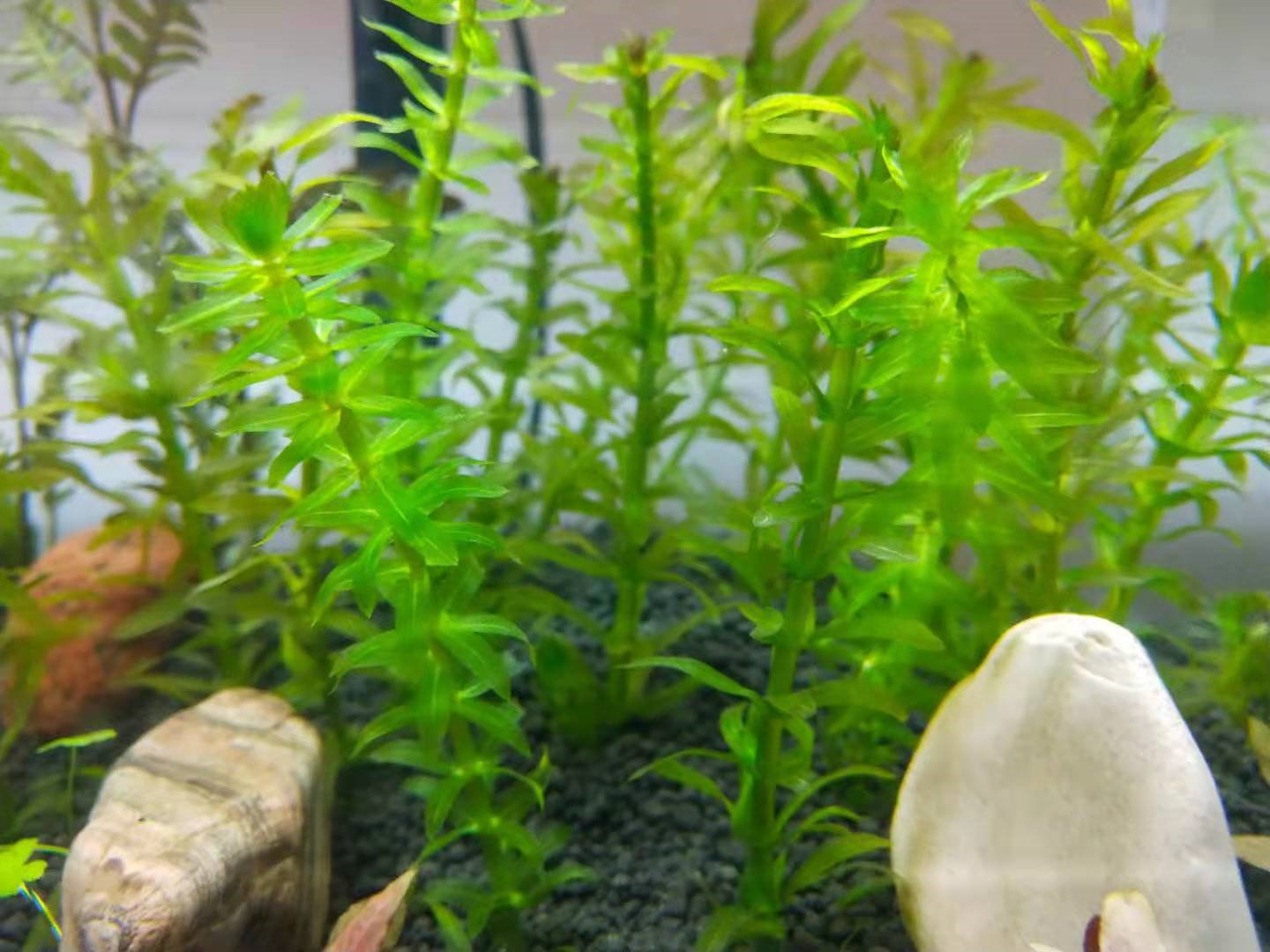 十大养不死水草（新手最易养活的10种水草） 第13张