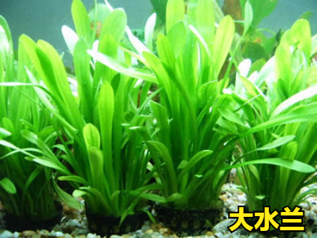 十大养不死水草（新手最易养活的10种水草） 第15张