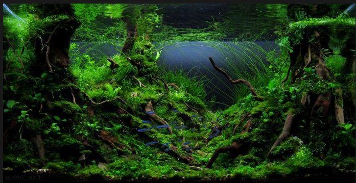 十大养不死水草（新手最易养活的10种水草） 第17张