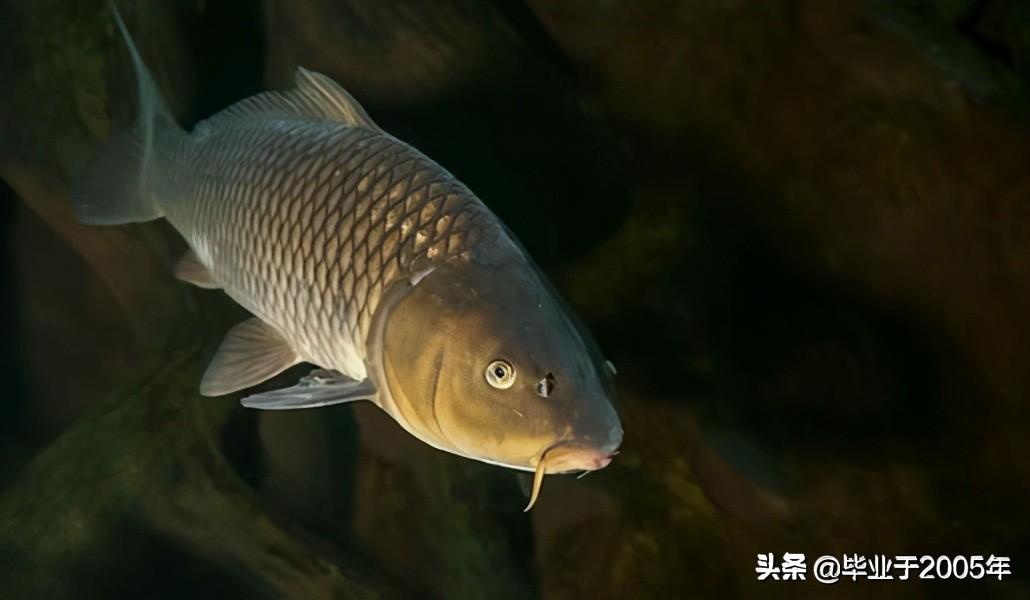 拐子鱼又称什么鱼（拐子鱼和鲤鱼是一种鱼吗） 第1张