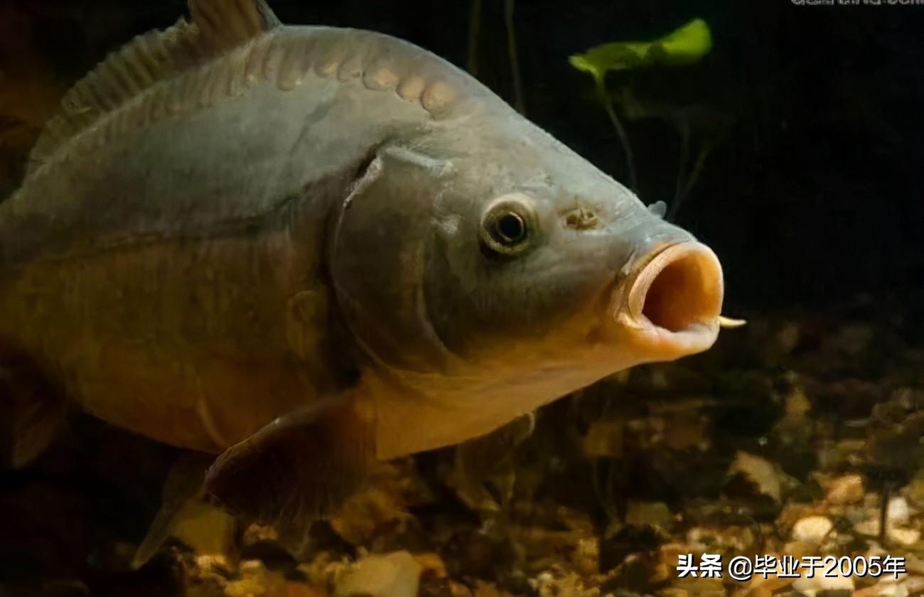 拐子鱼又称什么鱼（拐子鱼和鲤鱼是一种鱼吗） 第3张