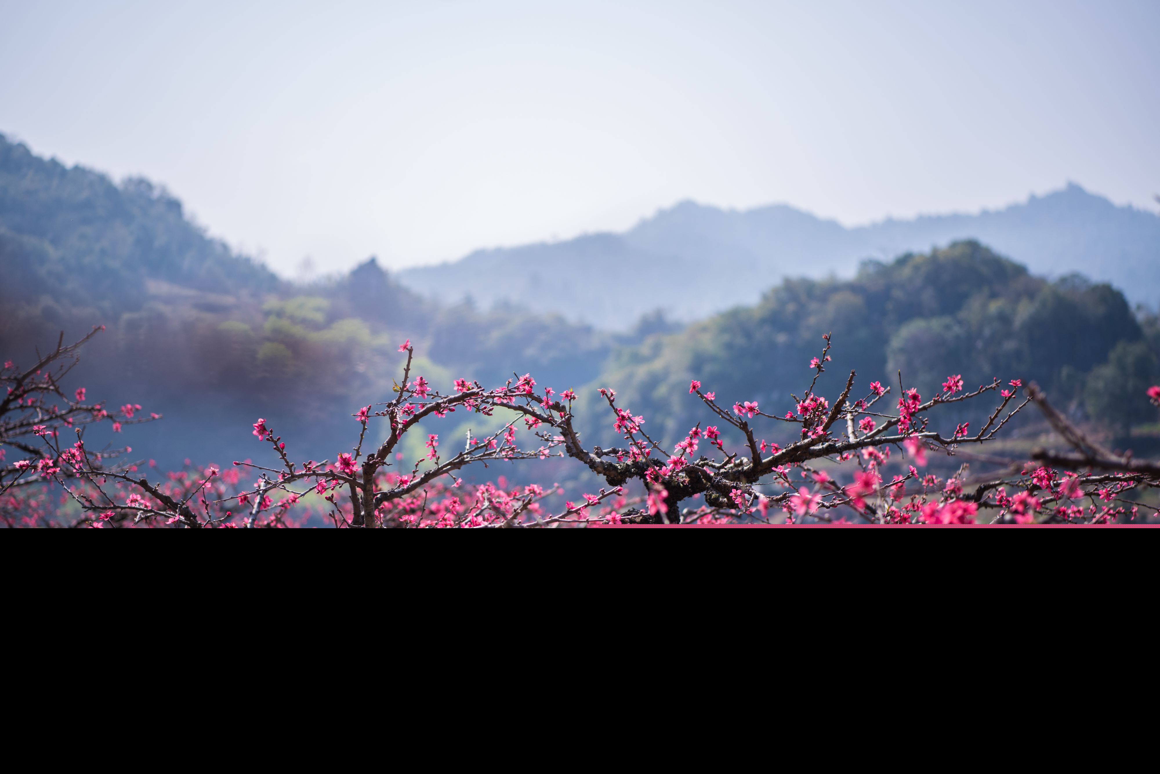 桃花诗词最著名的几首（赞美桃花的诗句千古名句） 第11张