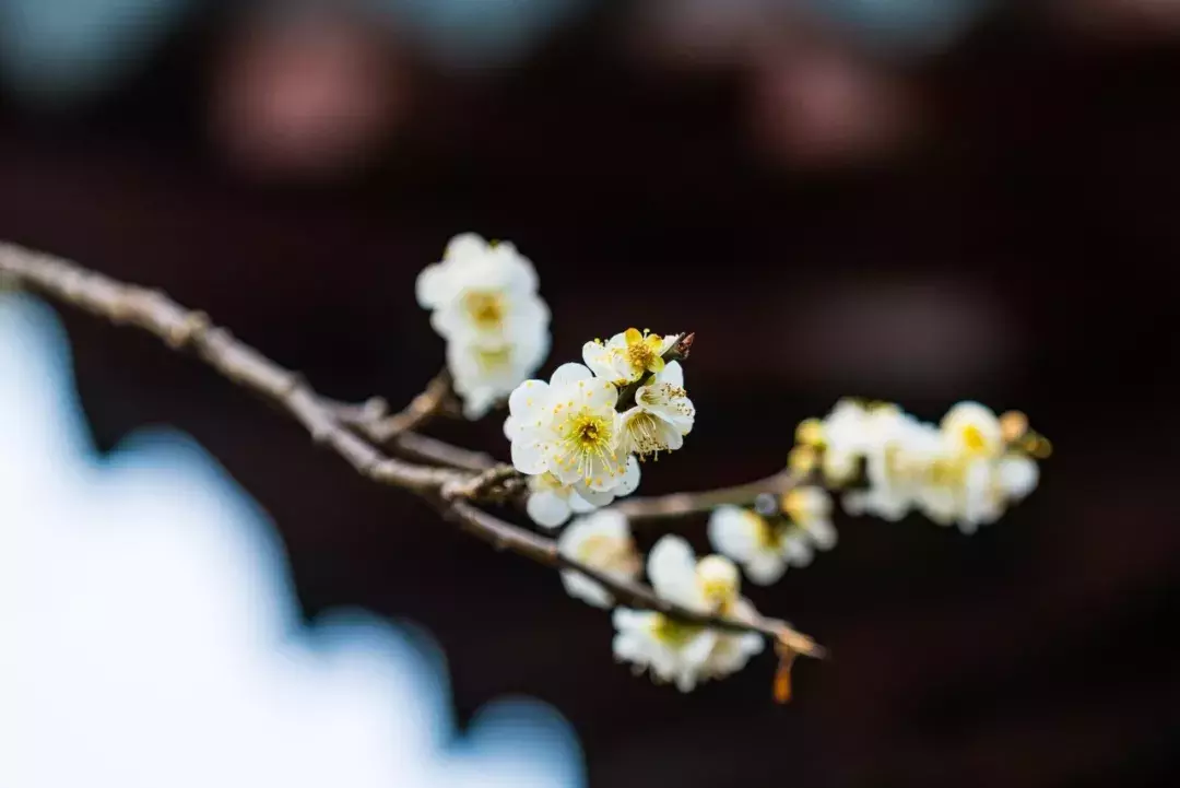 梅花诗词集锦大全（赞美梅花的千古名诗） 第11张