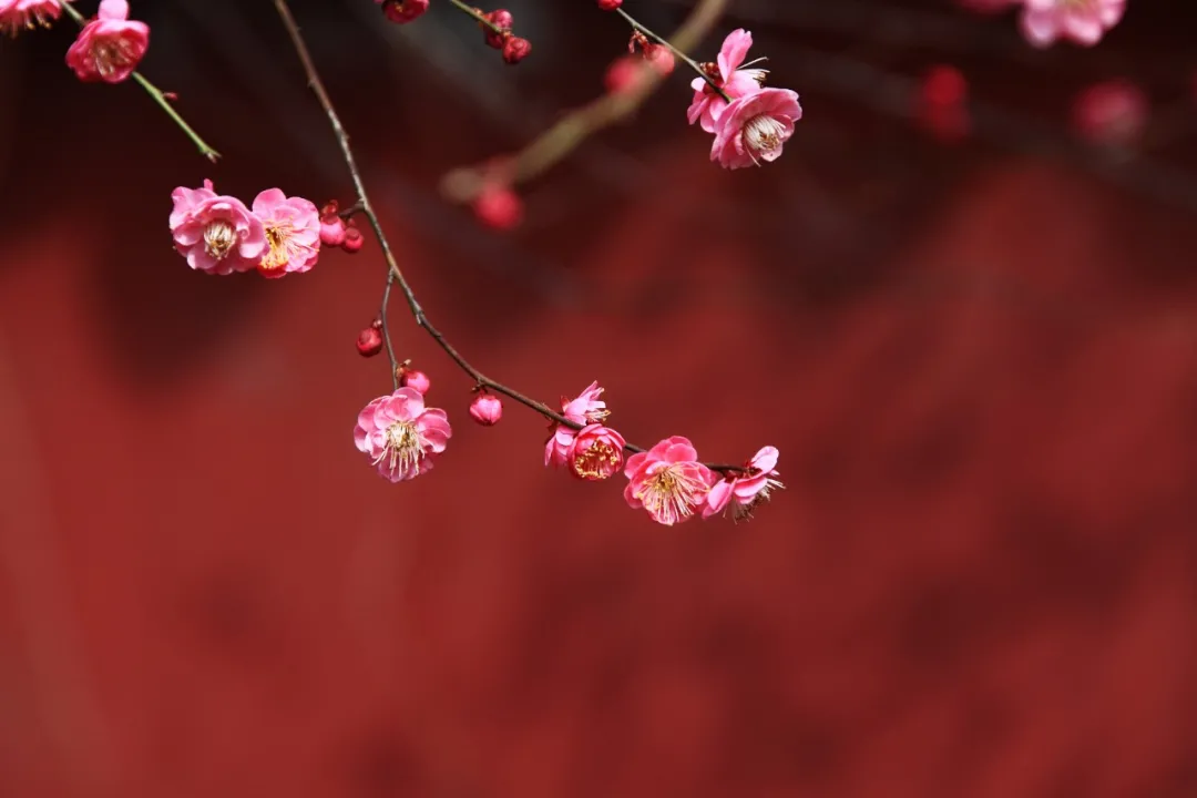 描写梅花的优美句子（赞美梅花的简短句子） 第5张