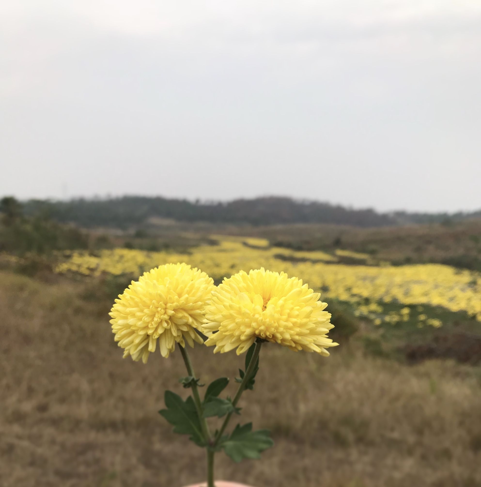 写菊花的诗句都有什么（描写赞美菊花的诗句） 第1张