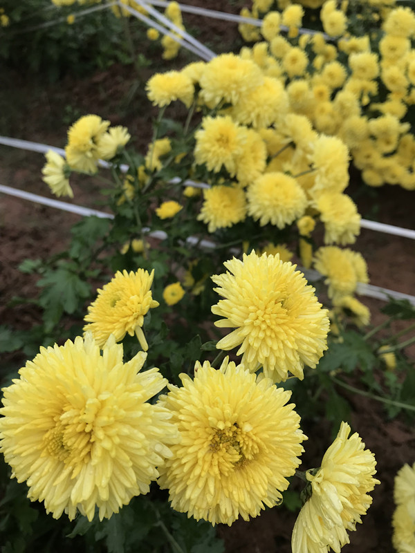写菊花的诗句都有什么（描写赞美菊花的诗句） 第5张