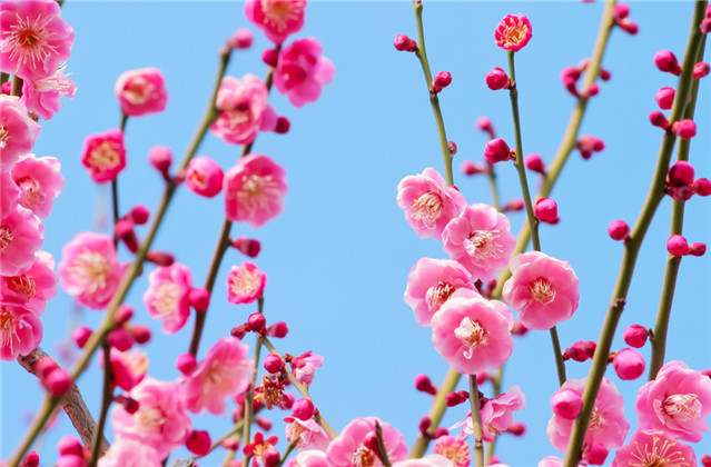 梅花诗句最出名诗句（赞美梅花的千古名诗） 第1张
