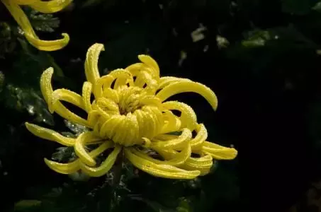 描写秋菊的诗句有哪些（关于秋菊的诗句古诗词） 第5张