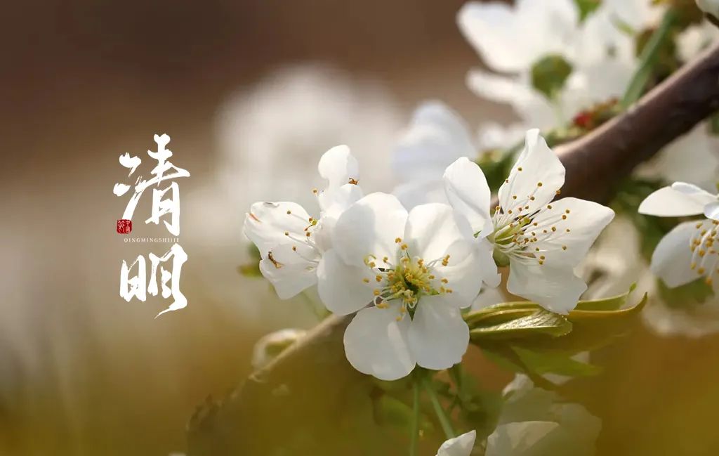 清明节诗句古诗大全（描写清明节的句子佳句） 第21张
