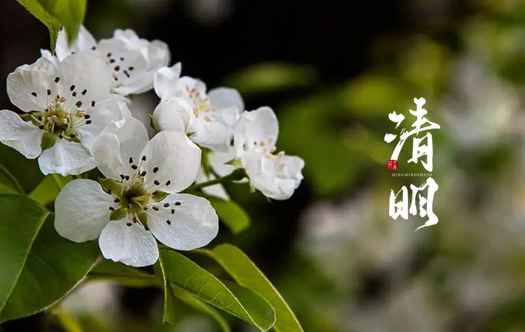 清明节诗句古诗大全（描写清明节的句子佳句） 第25张