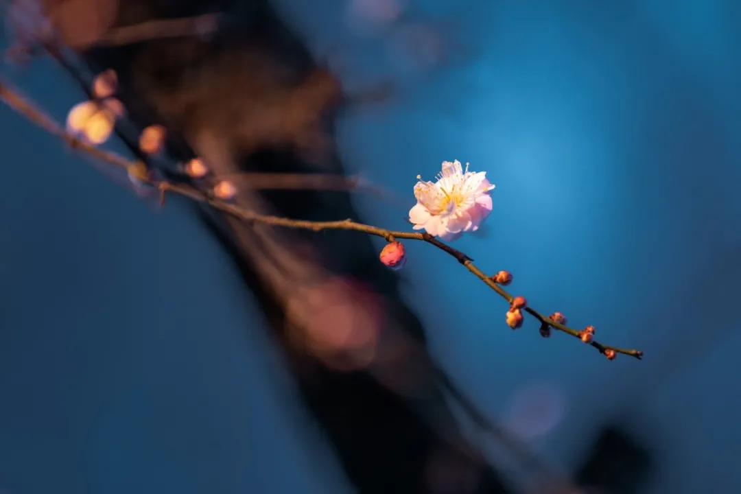 描写梅花的诗句有什么（著名的梅花诗鉴赏） 第19张