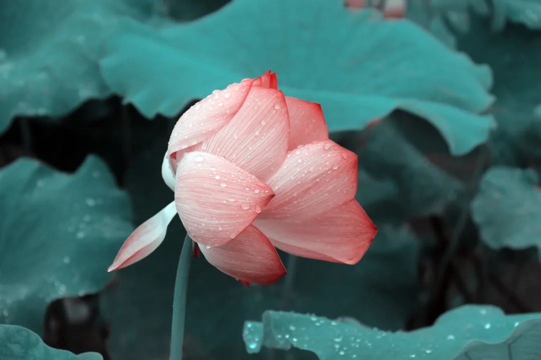 描写雨的诗句有哪些（以雨为主题的诗句） 第3张