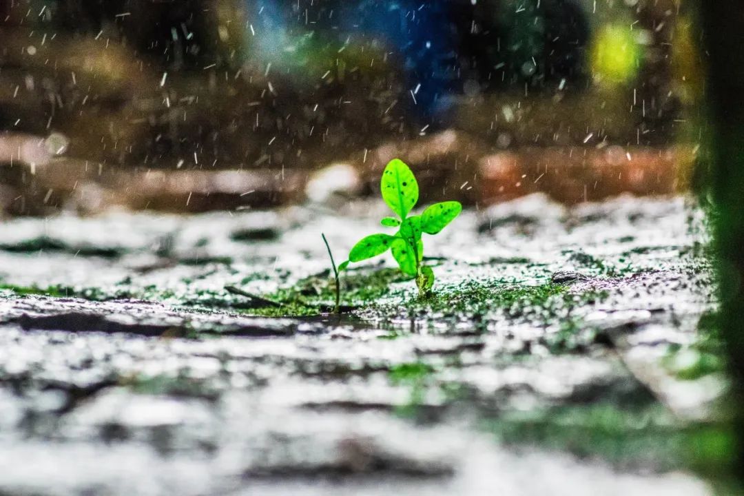 描写雨的诗句有哪些（以雨为主题的诗句） 第7张