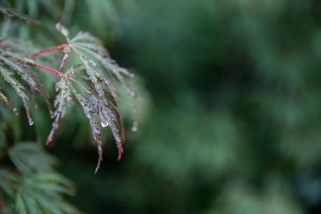描写雨的诗句有哪些（以雨为主题的诗句） 第13张