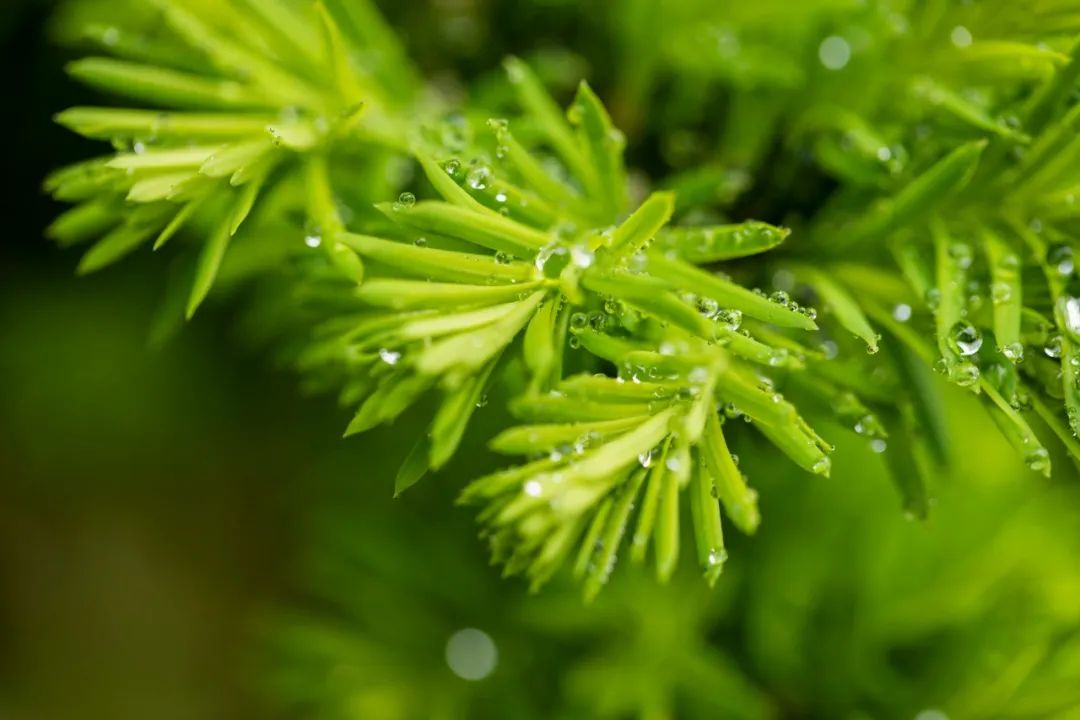 描写雨的诗句有哪些（以雨为主题的诗句） 第15张