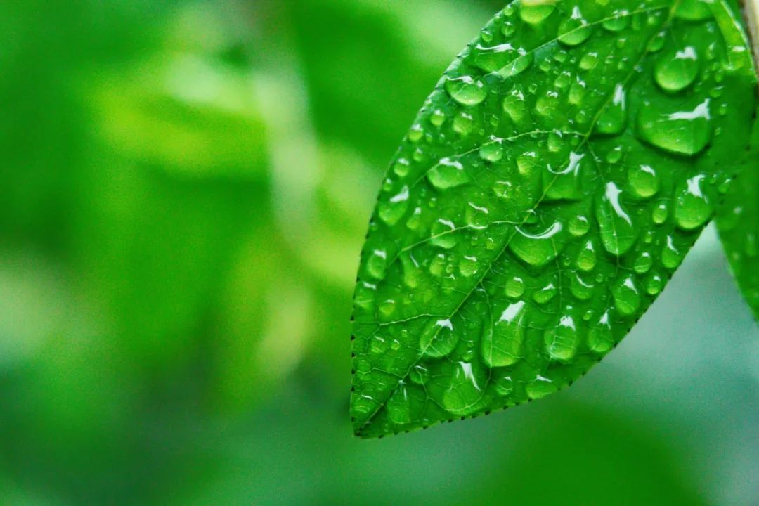 描写雨的诗句有哪些（以雨为主题的诗句） 第21张
