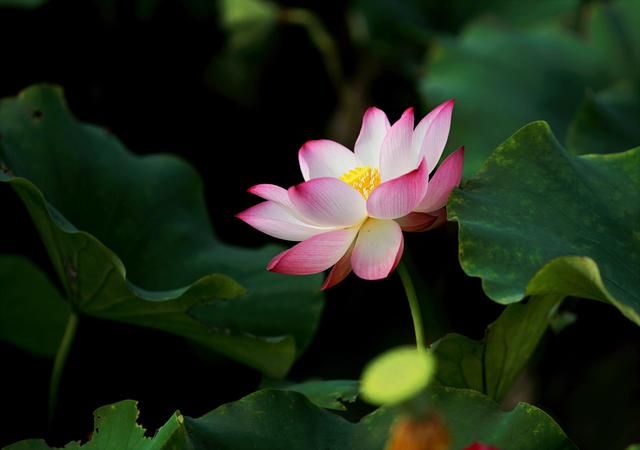 四季流转的唯美诗句（形容四季交替时光流逝） 第9张