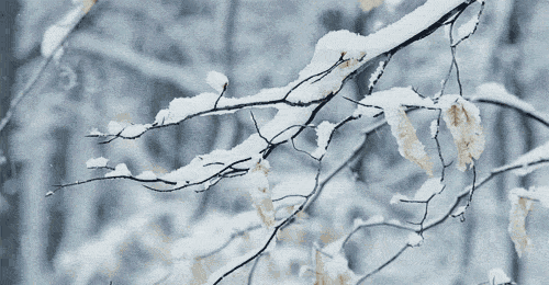 关于雪的古诗有哪些（赞美雪的诗句古诗大全） 第13张