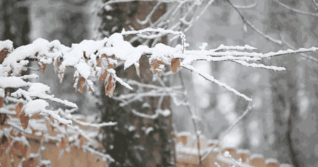 关于雪的古诗有哪些（赞美雪的诗句古诗大全） 第33张