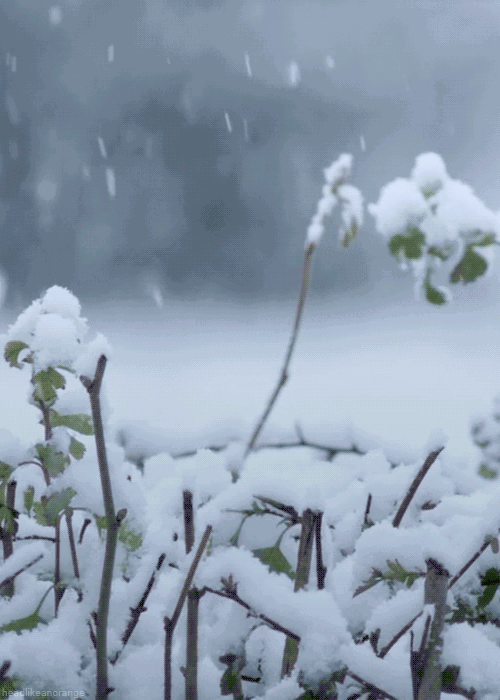 关于雪的古诗有哪些（赞美雪的诗句古诗大全） 第37张
