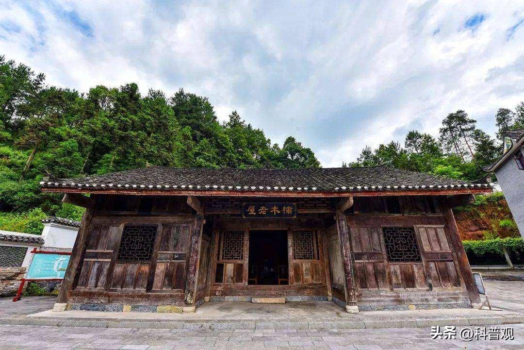 金丝楠木多少年成材（为何树苗12元一株却无人肯种） 第29张
