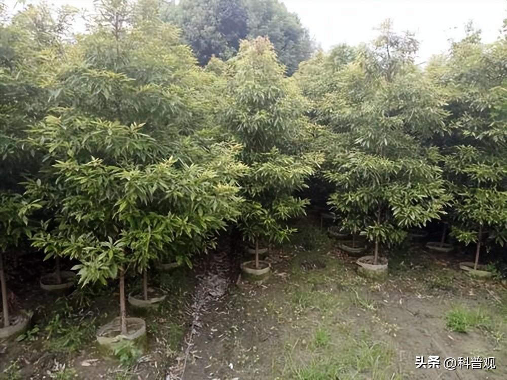 金丝楠木多少年成材（为何树苗12元一株却无人肯种） 第33张