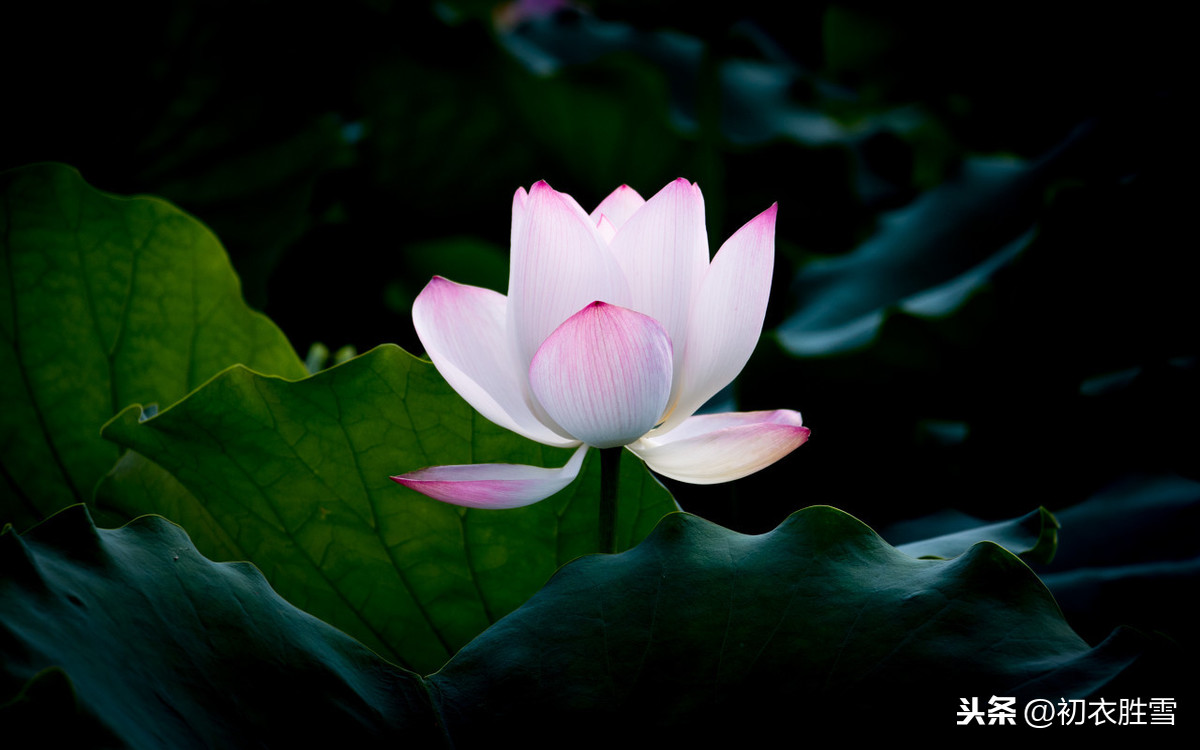 佛家赞美莲花的诗句（莲花最有禅意的句子） 第1张