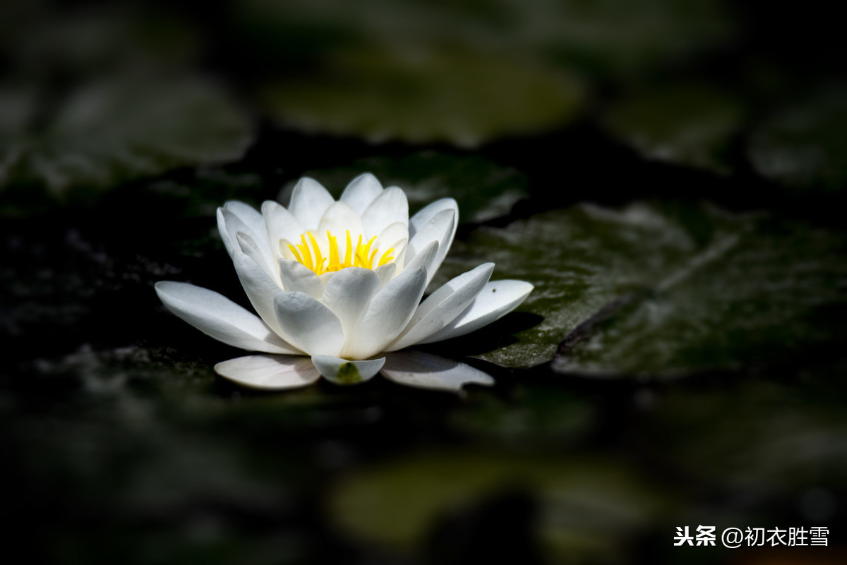 佛家赞美莲花的诗句（莲花最有禅意的句子） 第3张