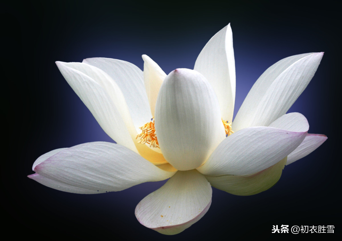 佛家赞美莲花的诗句（莲花最有禅意的句子） 第5张