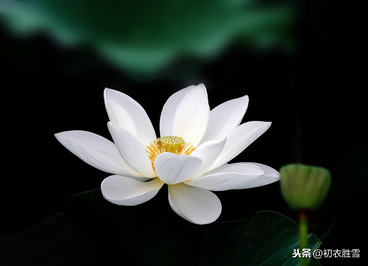 佛家赞美莲花的诗句（莲花最有禅意的句子） 第7张