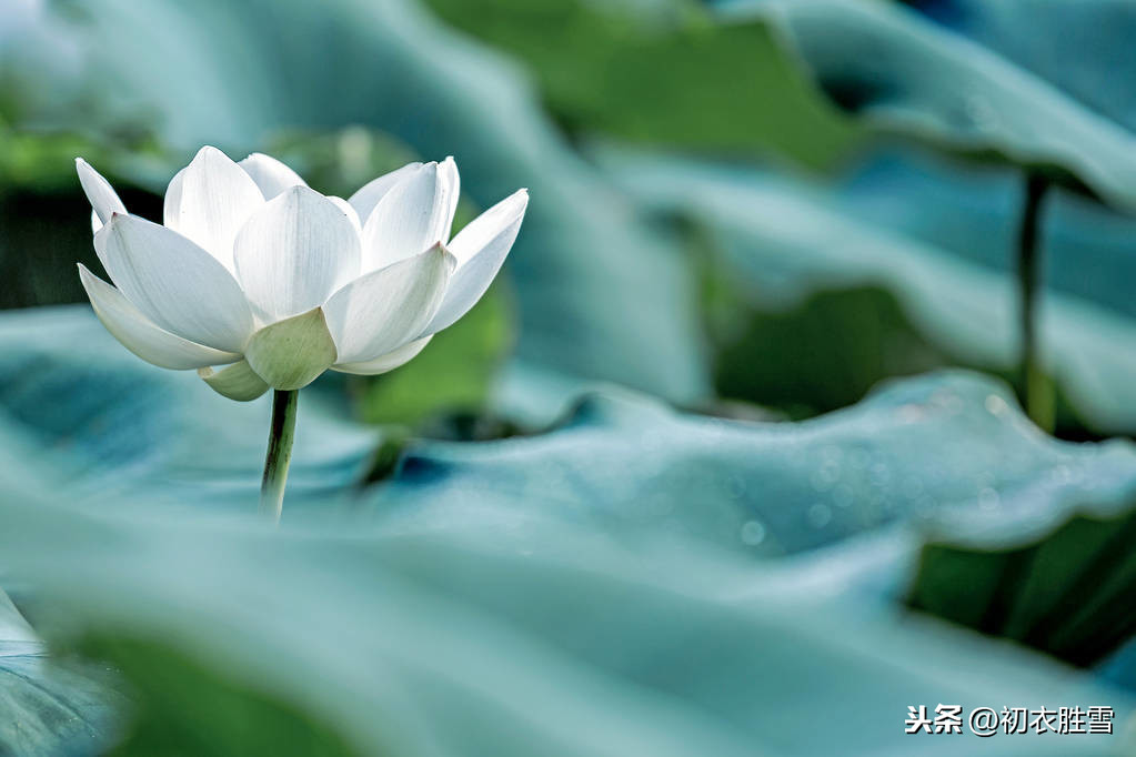 佛家赞美莲花的诗句（莲花最有禅意的句子） 第9张