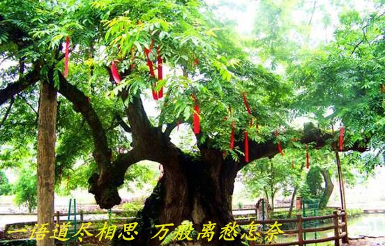 一字开头的诗句有哪些（一字开头优美诗句） 第1张