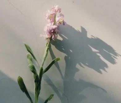 触动心灵的句子经典（内心触动很深的优美句子） 第1张