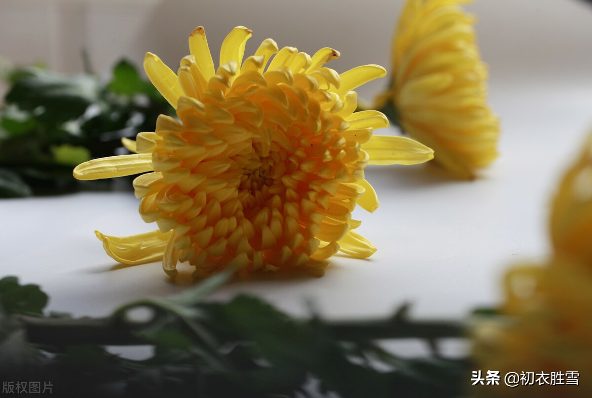 挽歌陶渊明原文翻译（陶渊明拟挽歌辞其三赏析） 第9张