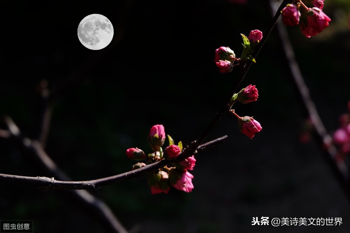 水调歌头赏析（苏轼水调歌头详解精练） 第5张