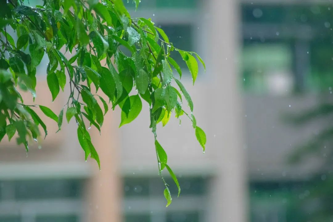 有关雨的诗句及情感（诗中含有雨的诗句） 第15张