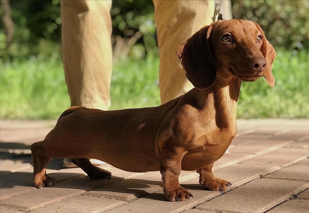 腊肠犬的优点和缺点（腊肠犬值得心动饲养吗） 第1张