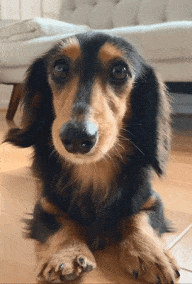 腊肠犬的优点和缺点（腊肠犬值得心动饲养吗） 第3张