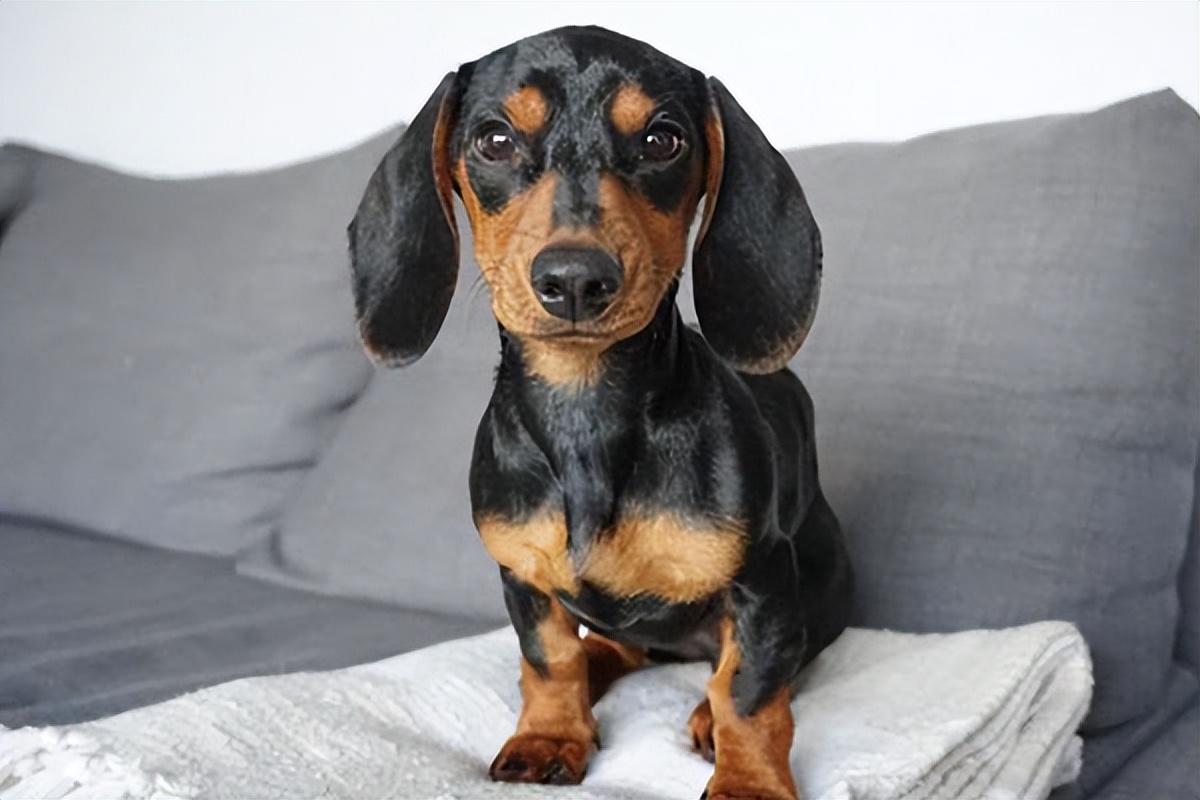 腊肠犬的优点和缺点（腊肠犬值得心动饲养吗） 第7张
