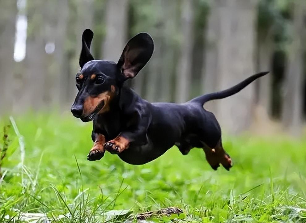 腊肠犬的优点和缺点（腊肠犬值得心动饲养吗） 第9张