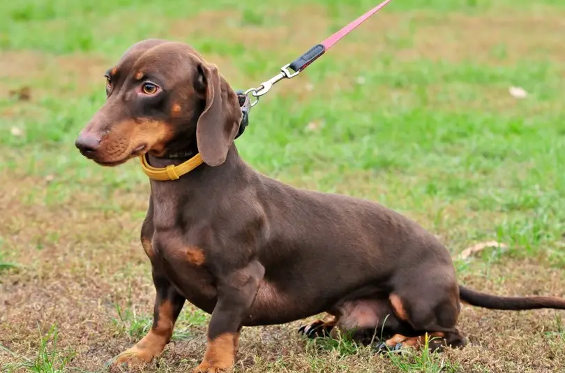 腊肠犬的优点和缺点（腊肠犬值得心动饲养吗） 第11张