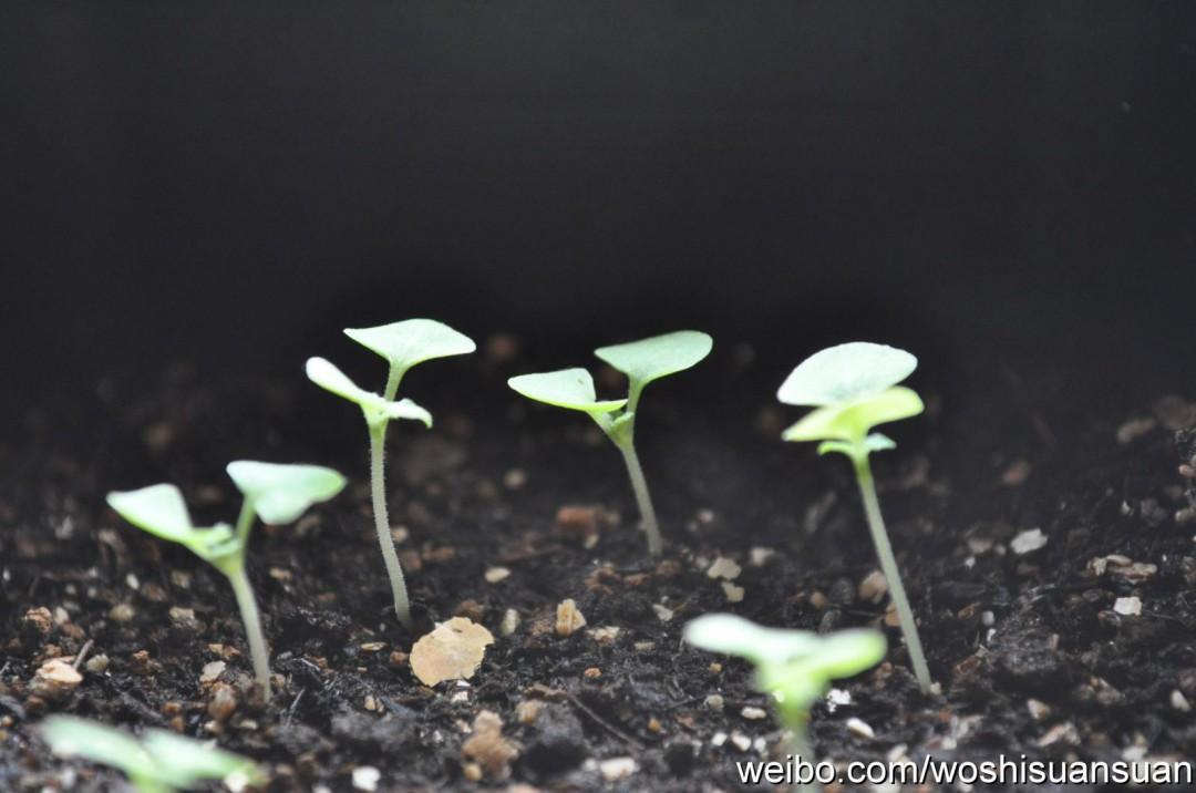 植物播种的方法有哪些 第1张