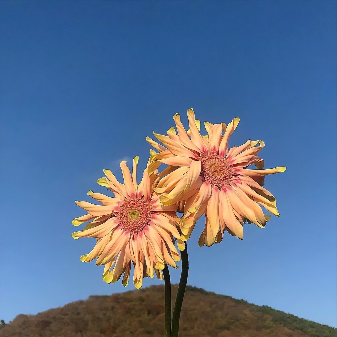 七夕伤感句子说说（描写七夕的优美句子 ） 第7张