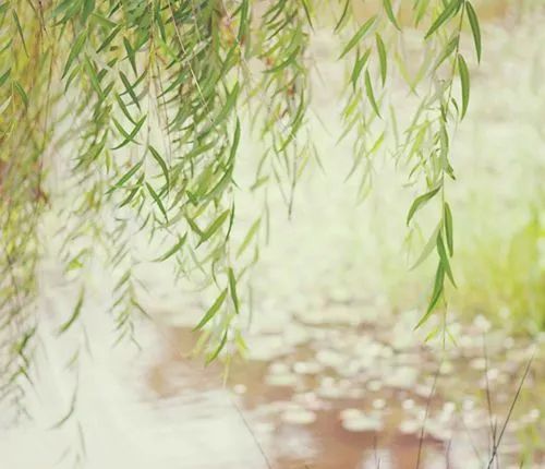 柳树的描写优美句子（关于垂柳的优美句子） 第3张