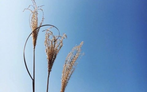 微信早安问候语经典（早安正能量问候语大全）